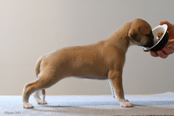 GOLDEN ARROW Filisart 2021